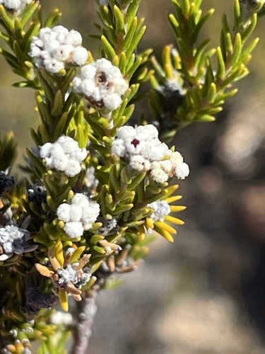 Phylica alba (Phylica alba)