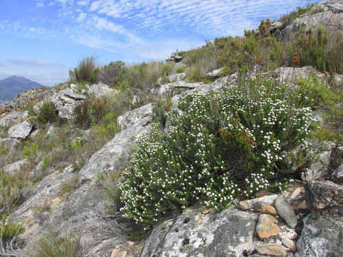 Phylica alba (Phylica alba)