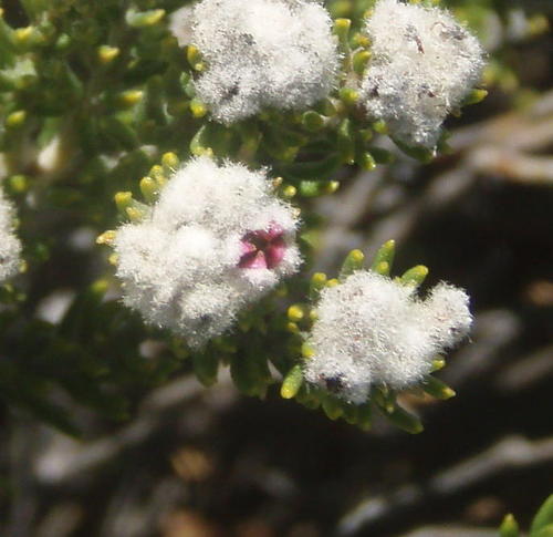 Phylica alba (Phylica alba)