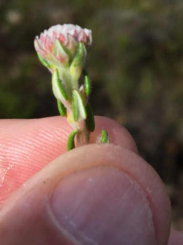 Phylica alba (Phylica alba)