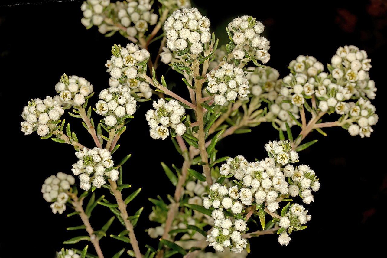 Axil hardleaf: Phylica axillaris , flowers; vicinity of Noetzie, Knysna, Western Cape, South Africa