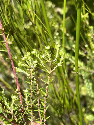 Phylica brachycephala (Phylica brachycephala)