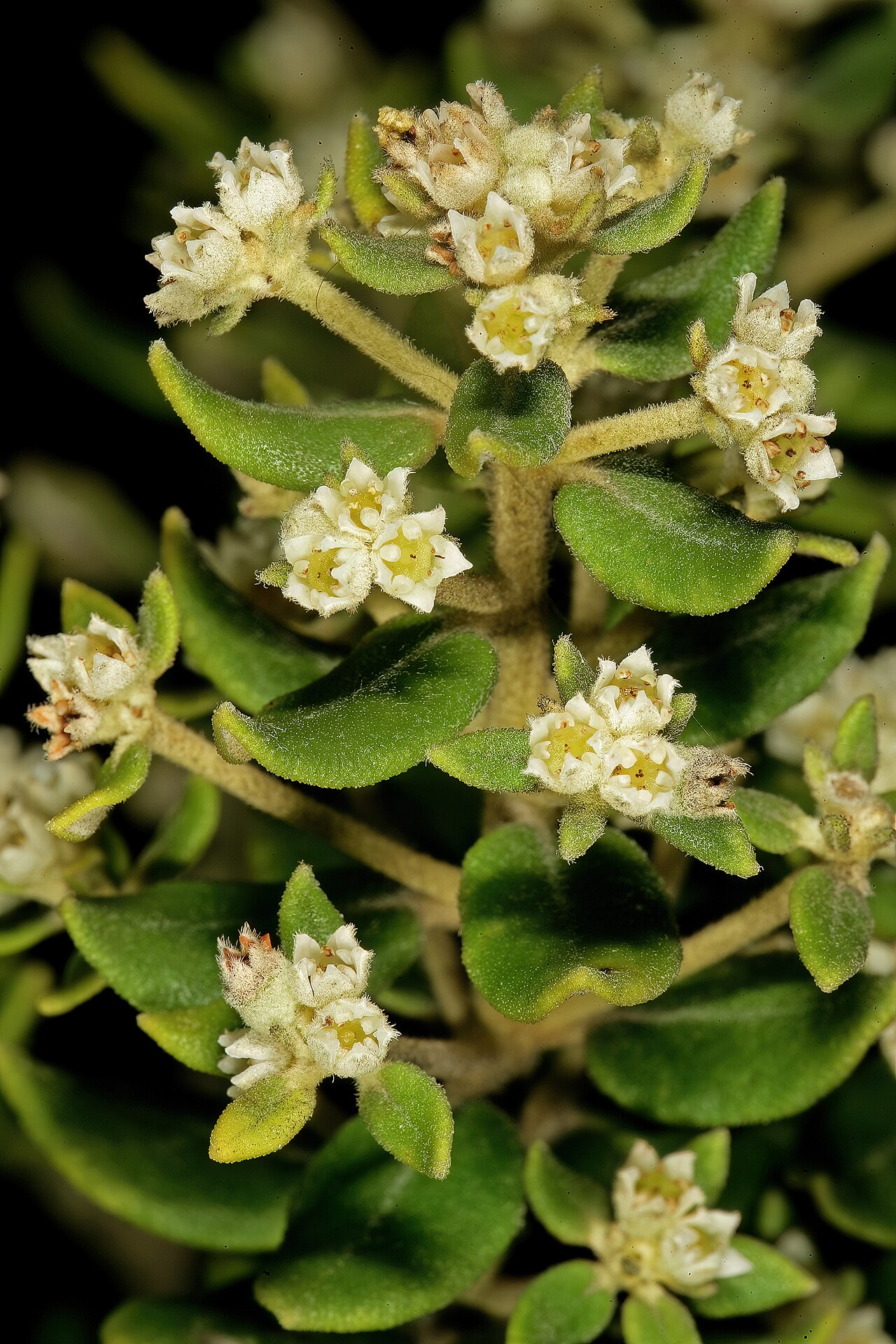 Box hardleaf: Phylica buxifolia , flowers; Cape Point Nature Reserve, Cape Town, Western Cape, South Africa