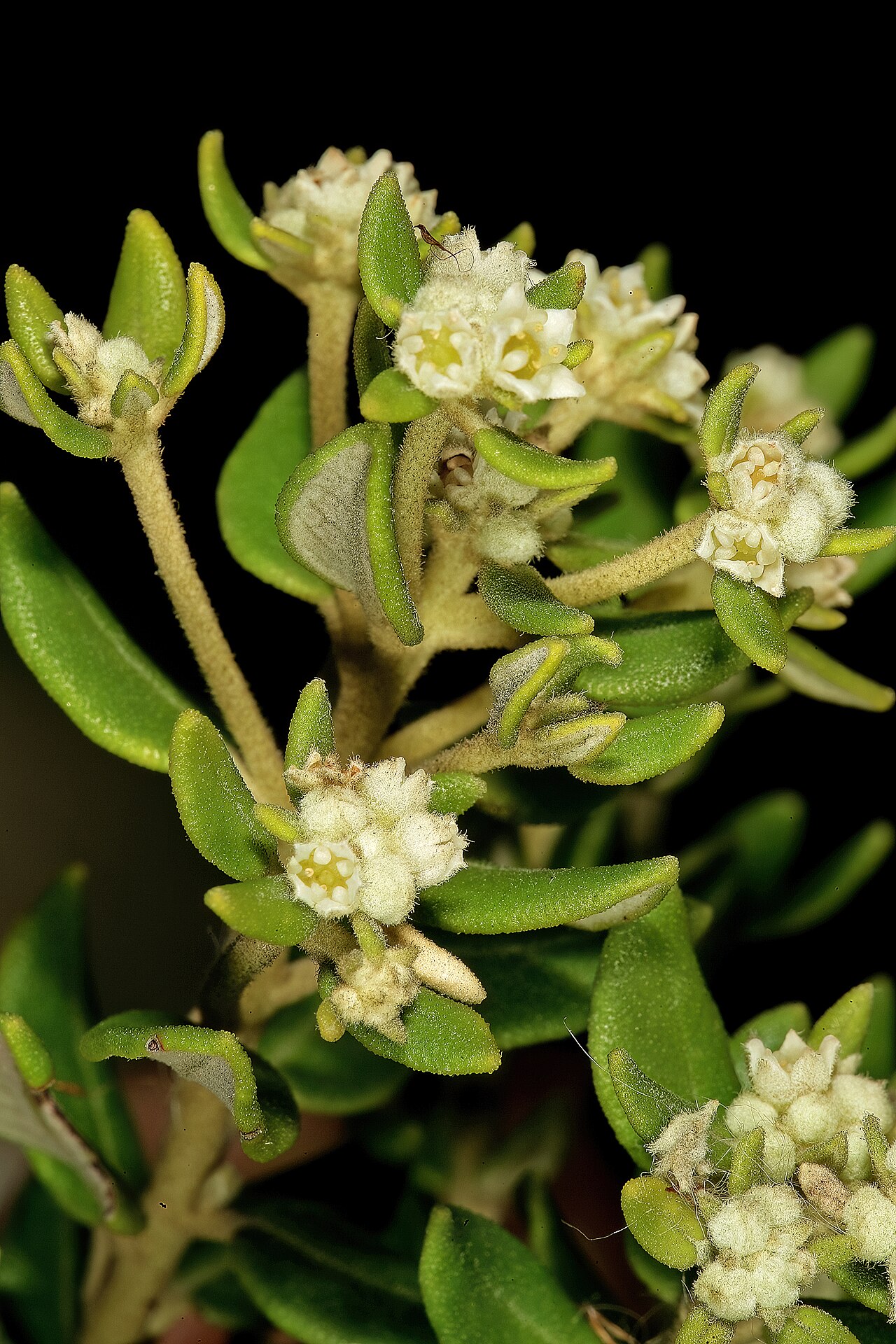 Box hardleaf: Phylica buxifolia , flowers; Cape Point Nature Reserve, Cape Town, Western Cape, South Africa