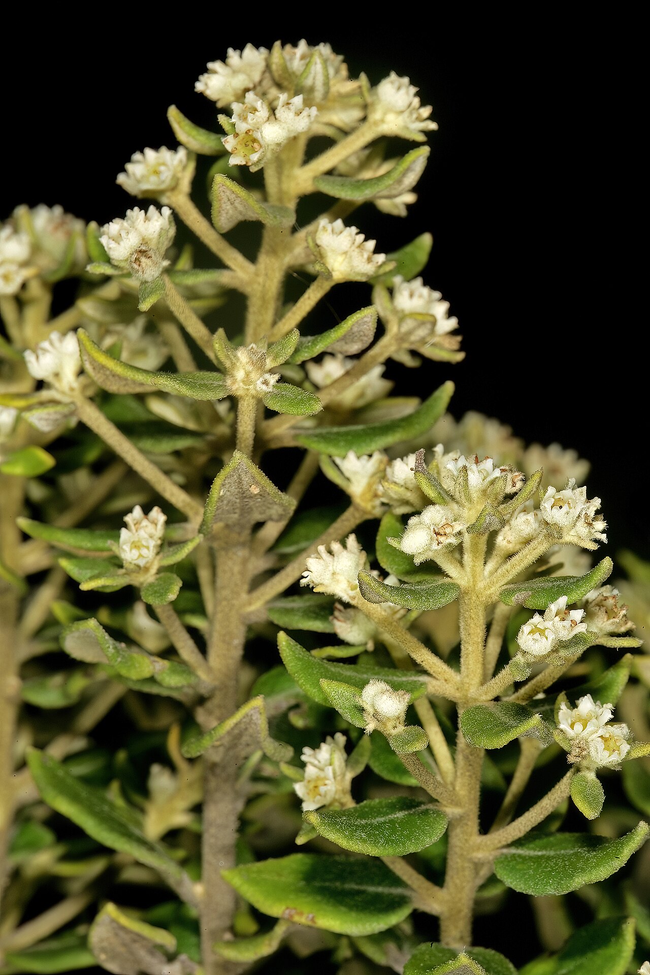 Box hardleaf: Phylica buxifolia , flowers; Cape Point Nature Reserve, Cape Town, Western Cape, South Africa