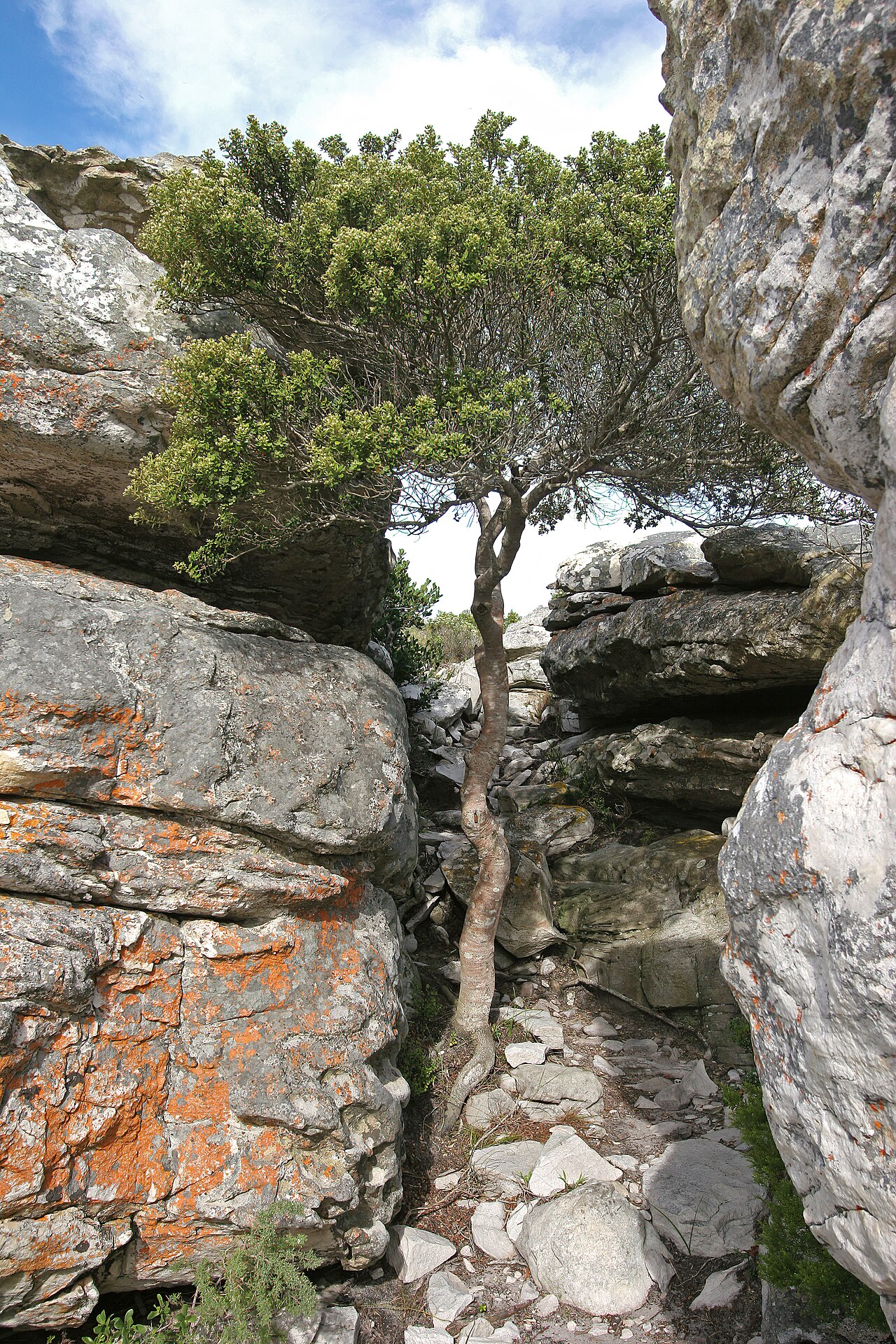 Box hardleaf: Phylica buxifolia , tree ca. 3 m tall; Cape Point Nature Reserve, Cape Town, Western Cape, South Africa