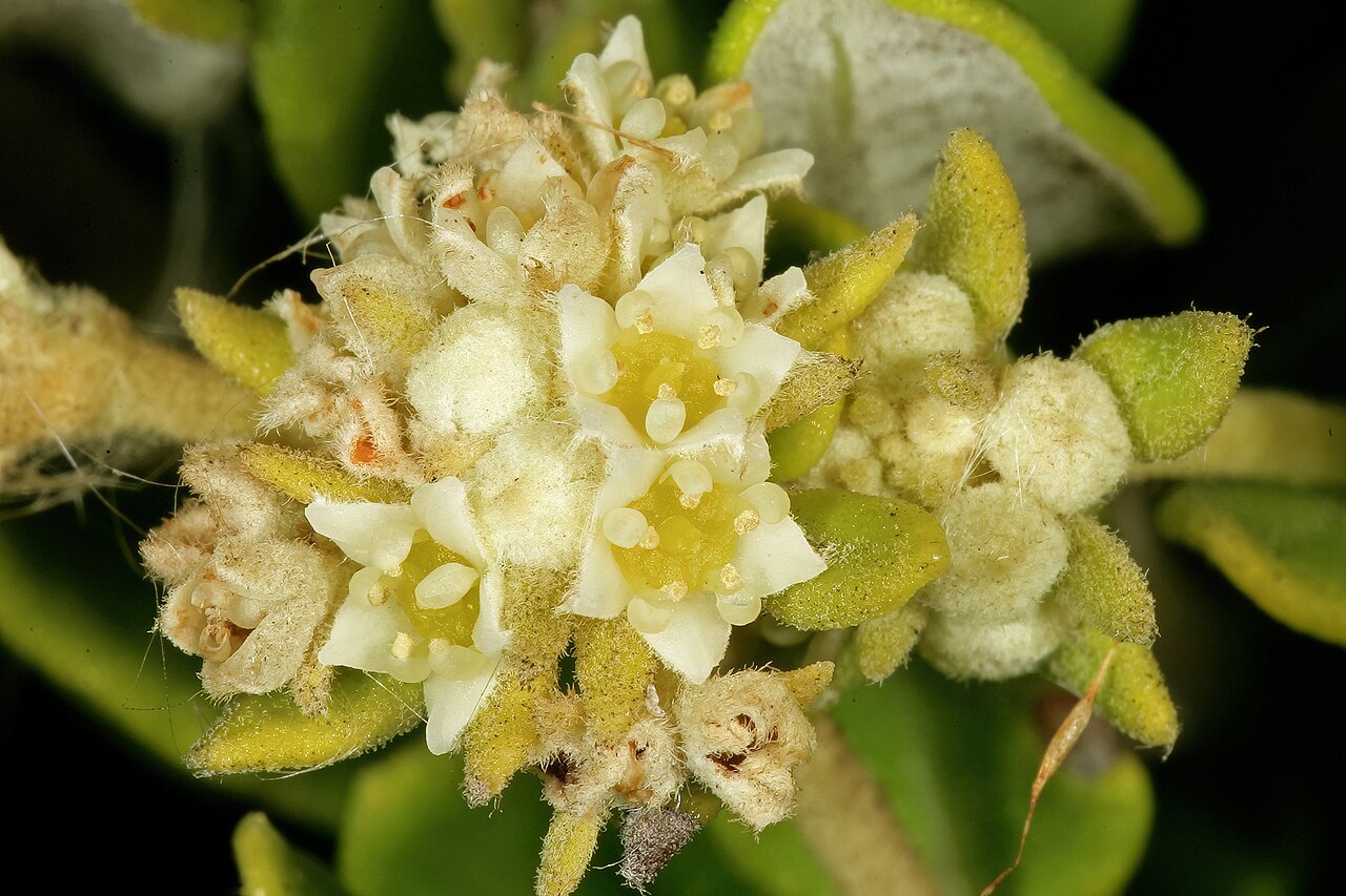 Box hardleaf: Phylica buxifolia , flowers; Cape Point Nature Reserve, Cape Town, Western Cape, South Africa