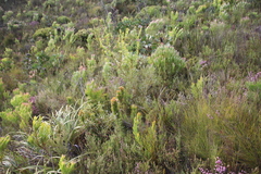 Phylica disticha (Phylica disticha)