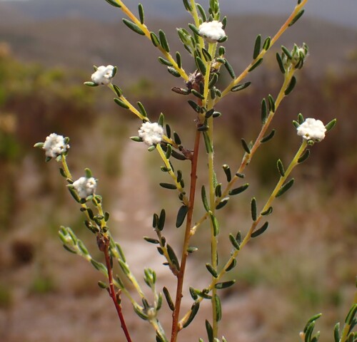 Phylica disticha (Phylica disticha)