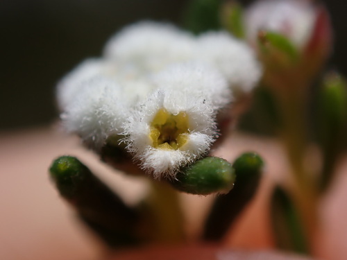 Phylica disticha (Phylica disticha)