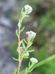 Phylica disticha (Phylica disticha)
