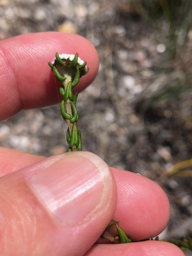 Phylica disticha (Phylica disticha)