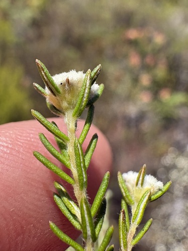 Phylica disticha (Phylica disticha)