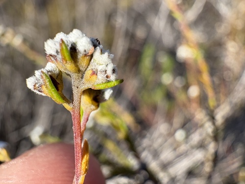 Phylica disticha (Phylica disticha)