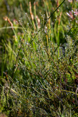 Phylica disticha (Phylica disticha)