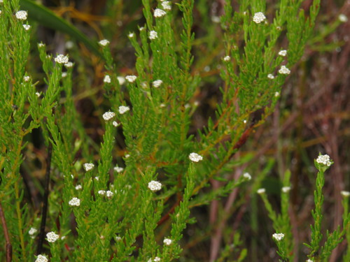 Phylica disticha (Phylica disticha)