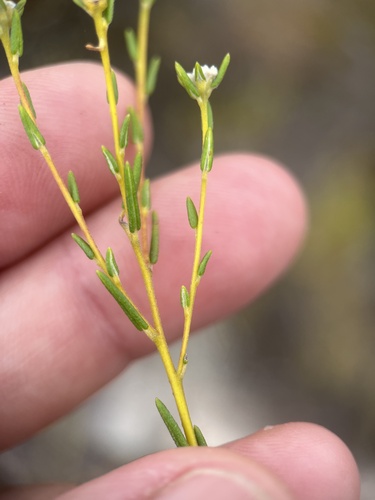 Phylica disticha (Phylica disticha)