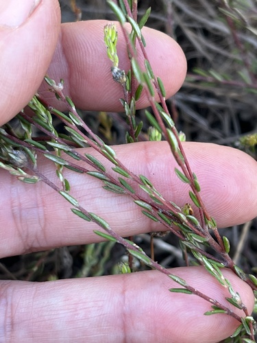 Phylica disticha (Phylica disticha)