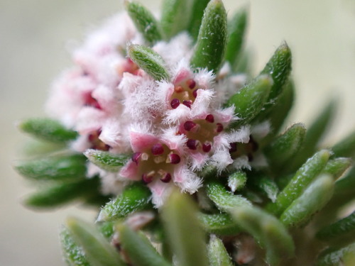 Phylica floccosa (Phylica floccosa)