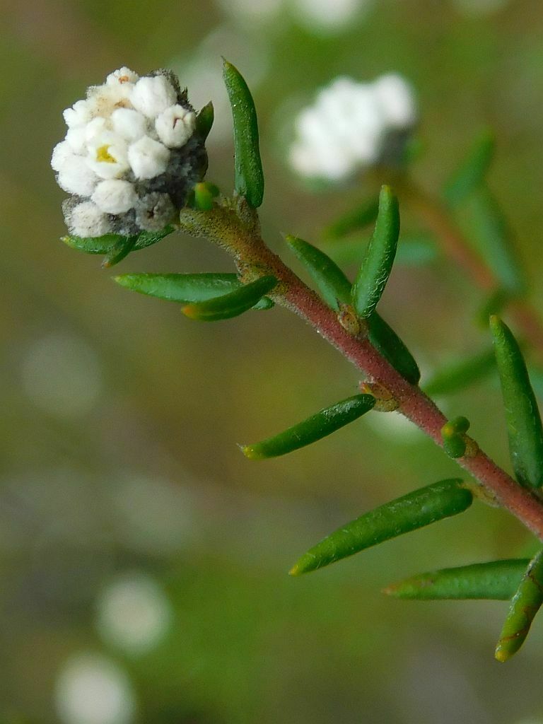 Phylica lucens (Phylica lucens)