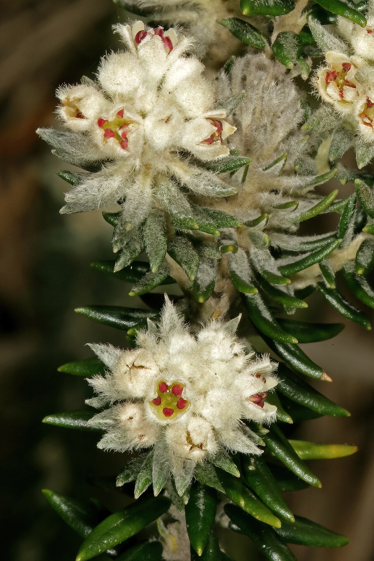 Pondo hardleaf: Phylica natalensis , flowerheads; coastal grassland on sandstone, vicinity of Port Edward, KwaZulu-Natal, South Africa