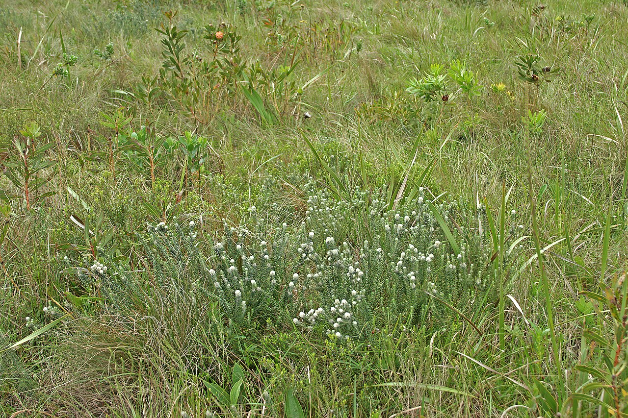 Pondo hardleaf: Phylica natalensis , plants in flower; coastal grassland on sandstone, vicinity of Port Edward, KwaZulu-Natal, South Africa