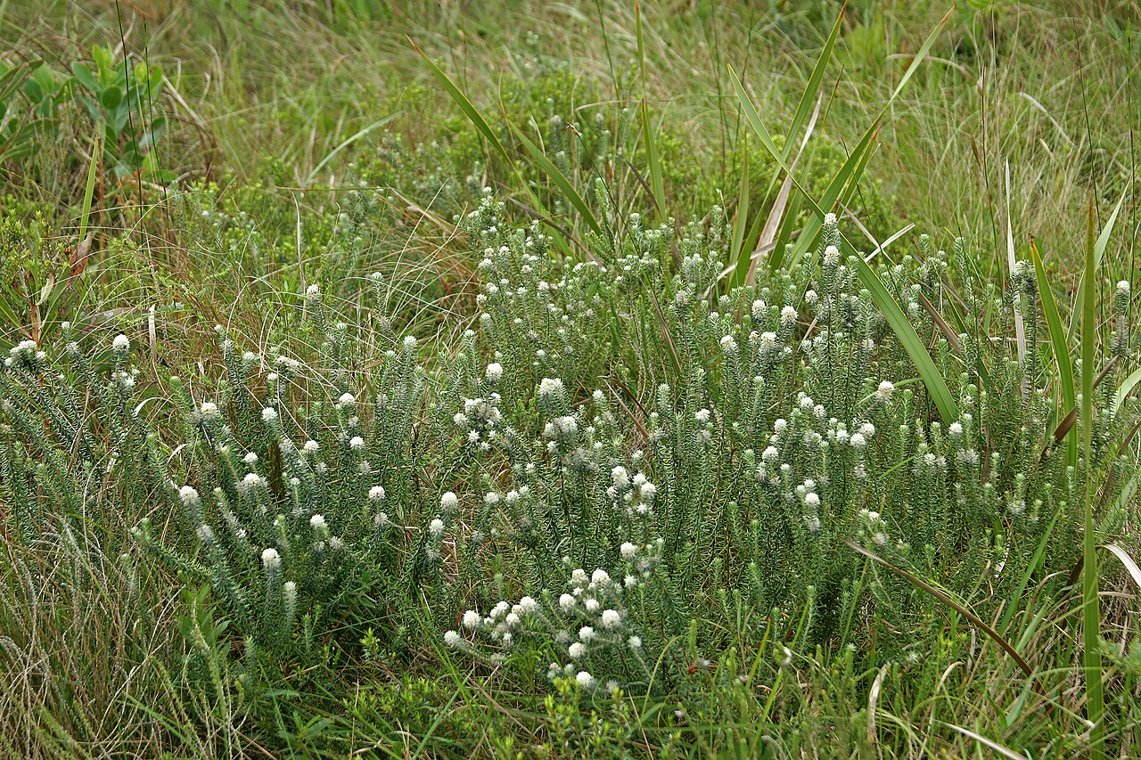 Pondo hardleaf: Phylica natalensis , plants in flower; coastal grassland on sandstone, vicinity of Port Edward, KwaZulu-Natal, South Africa