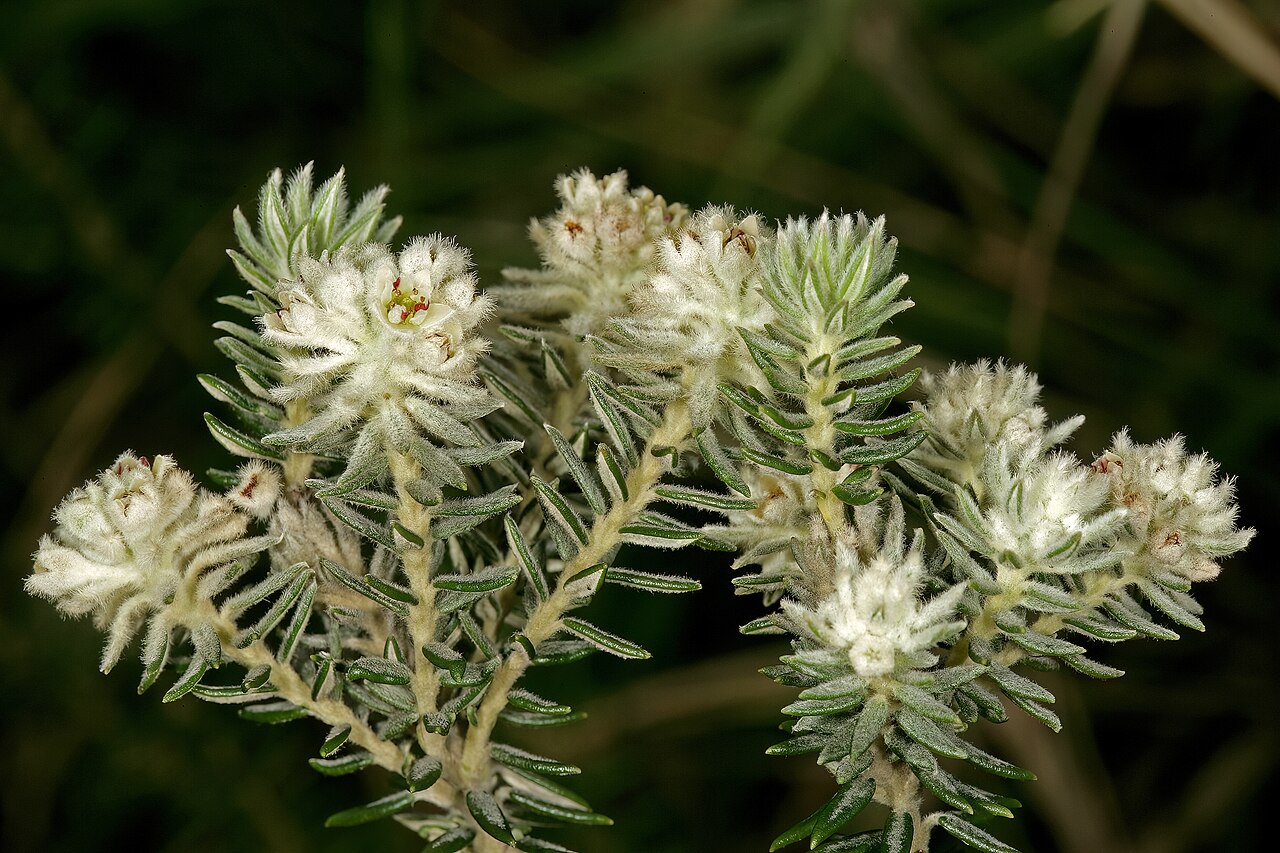 Pondo hardleaf: Phylica natalensis , flowerheads; coastal grassland on sandstone, vicinity of Port Edward, KwaZulu-Natal, South Africa