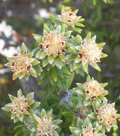 Phylica nitida: Phylica nitida (flowers) fr : ambaville bâtard Photo: B.navez - 15 APR 2006 - Réunion island