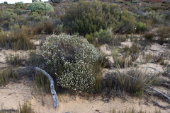 Phylica odorata (Phylica odorata)