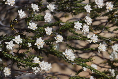 Phylica odorata (Phylica odorata)