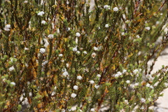 Phylica odorata (Phylica odorata)