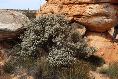 Phylica odorata (Phylica odorata)