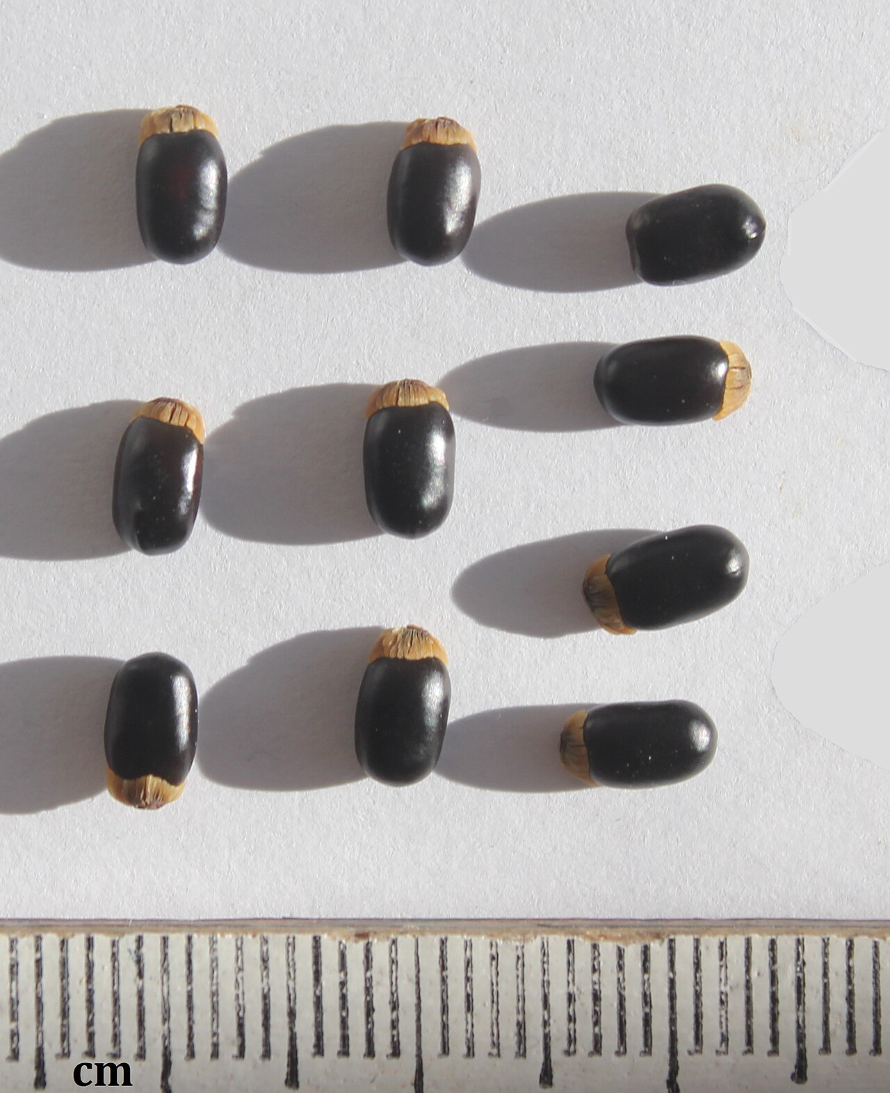 Phylica oleaefolia: Phylica oleaefolia seeds.