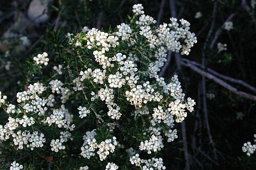 Common hard-leaf: Phylica paniculata Willd. - Nature's Valley, Cape Province, South Africa