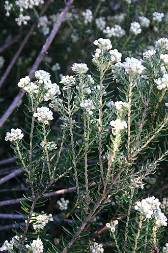 Common hard-leaf: Phylica paniculata Willd. - Nature's Valley, Cape Province, South Africa
