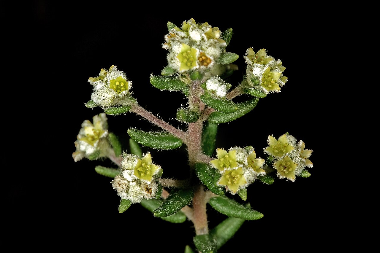 Mini hardleaf: Phylica parviflora , flowers; Rondeberg Private Nature Reserve, Darling, Western Cape, South Africa