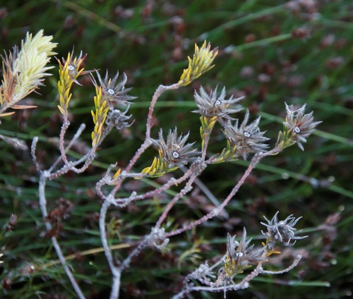 Featherhead (Phylica plumosa)