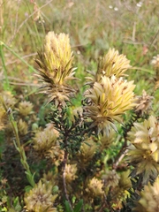 Featherhead (Phylica plumosa)