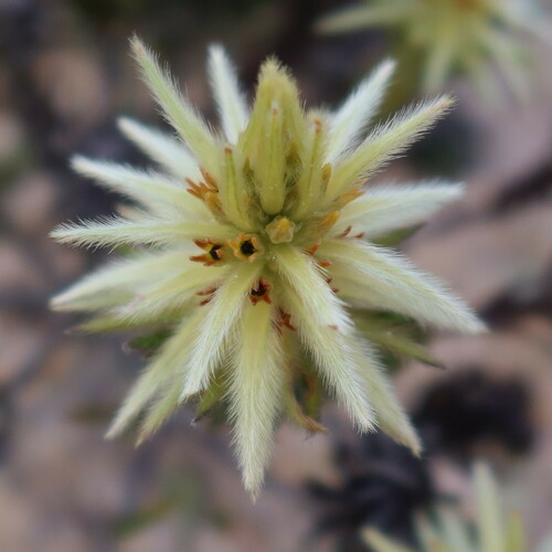 Featherhead (Phylica plumosa)
