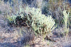 Featherhead (Phylica plumosa)