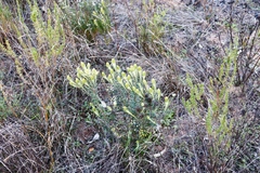Featherhead (Phylica plumosa)
