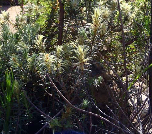 Featherhead (Phylica plumosa)
