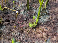 Phyllangium distylis (Phyllangium distylis)