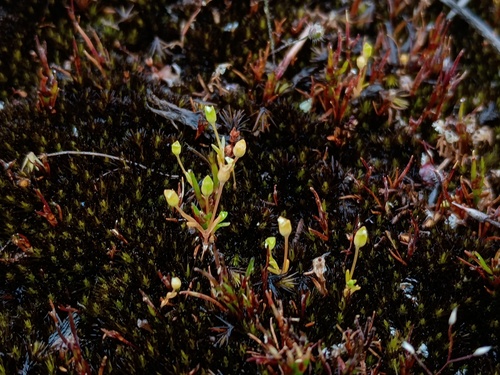 Phyllangium distylis (Phyllangium distylis)