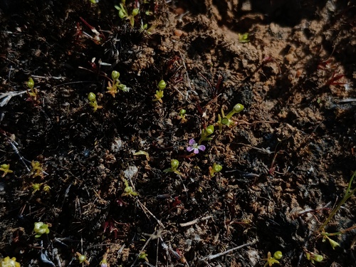 Phyllangium distylis (Phyllangium distylis)