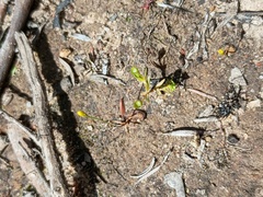 Phyllangium distylis (Phyllangium distylis)
