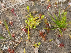 Phyllangium distylis (Phyllangium distylis)