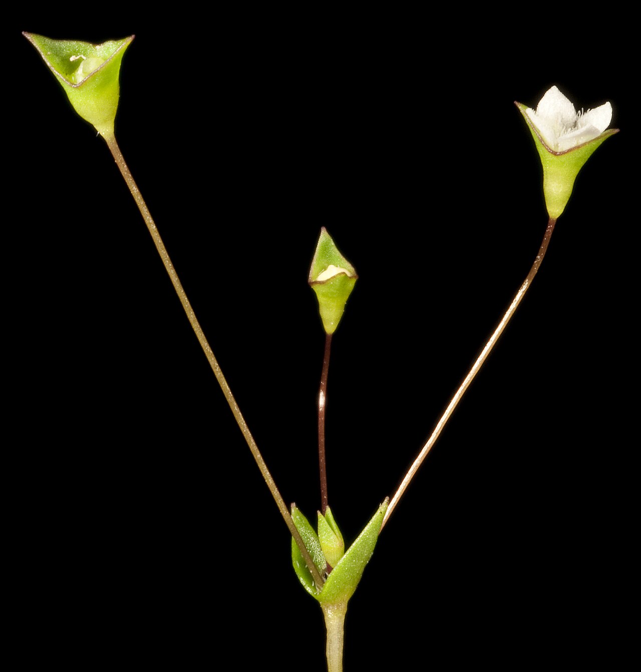 Phyllangium paradoxum: KRT4413