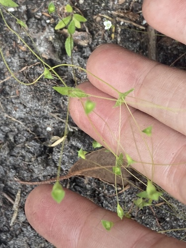 Phyllangium paradoxum (Phyllangium paradoxum)